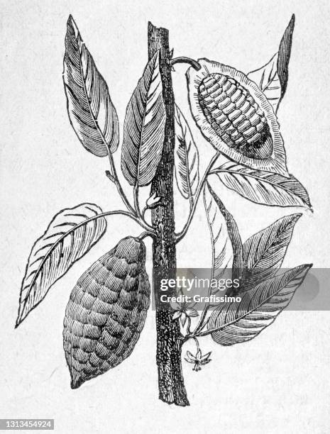 kakaobaum mit früchten und bohnen illustration 1886 - cacao tree stock-grafiken, -clipart, -cartoons und -symbole