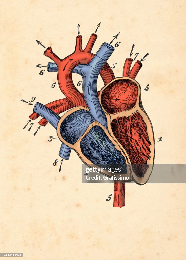 Circulación Coronaria Cardíaca Con Arterias Y Venas Ilustración de stock -  Getty Images