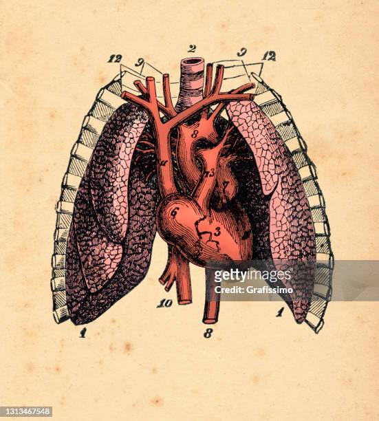 stockillustraties, clipart, cartoons en iconen met hart coronaire circulatie en longillustratie 1886 - bloedcirculatie