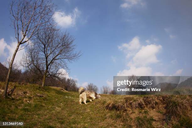 bergamasco sheepdog in natural surroundings - bergamasco sheepdog stock pictures, royalty-free photos & images