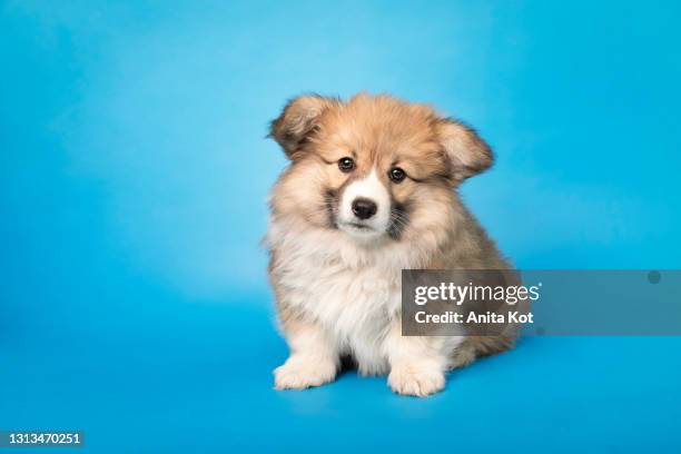 portrait of a tiny fluffy dog - keeshond stockfoto's en -beelden