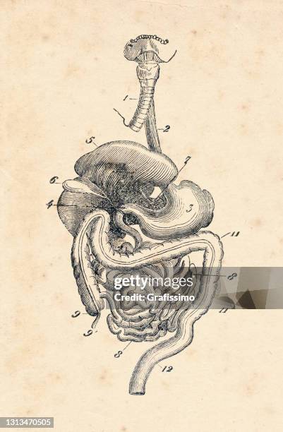 digestive system with stomach and intestine illustration 1886 - digestive stock illustrations