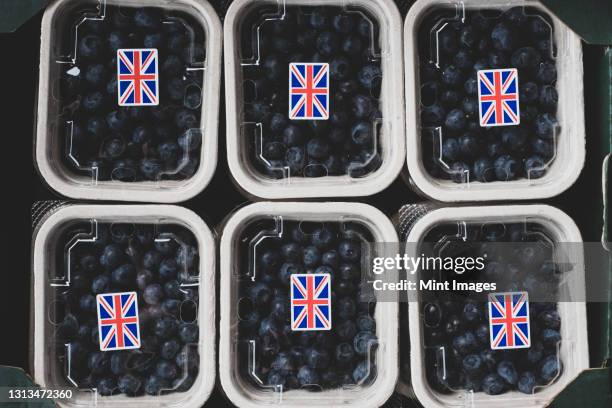 high angle close up of punnets of freshly picked blueberries. - fruit carton stock pictures, royalty-free photos & images