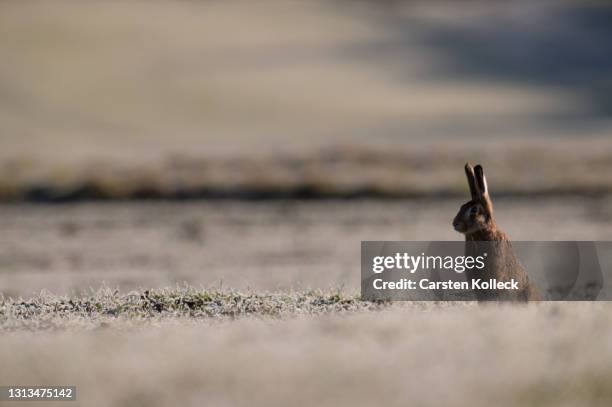 field_hare - brown hare stockfoto's en -beelden