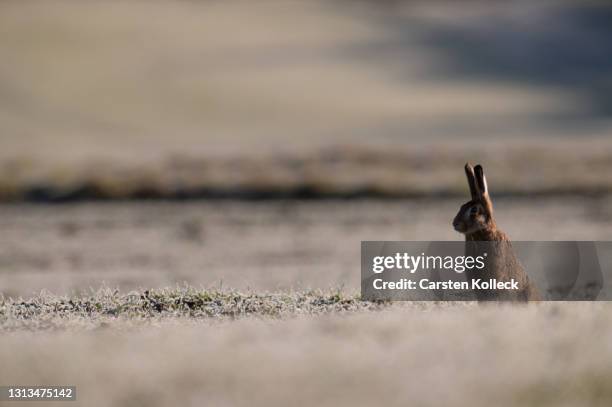 field_hare - lepus europaeus stock pictures, royalty-free photos & images