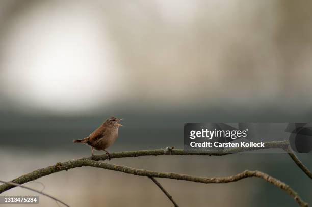 wren - songbird stock-fotos und bilder