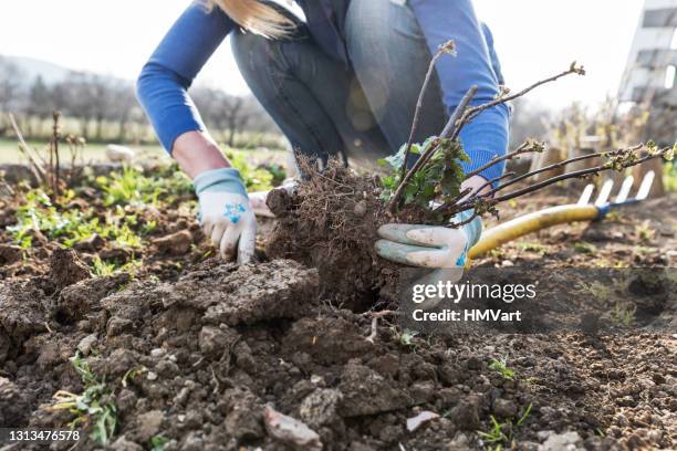 woman in the vegetable garden preparing the soil for planting currant - gardening glove stock pictures, royalty-free photos & images