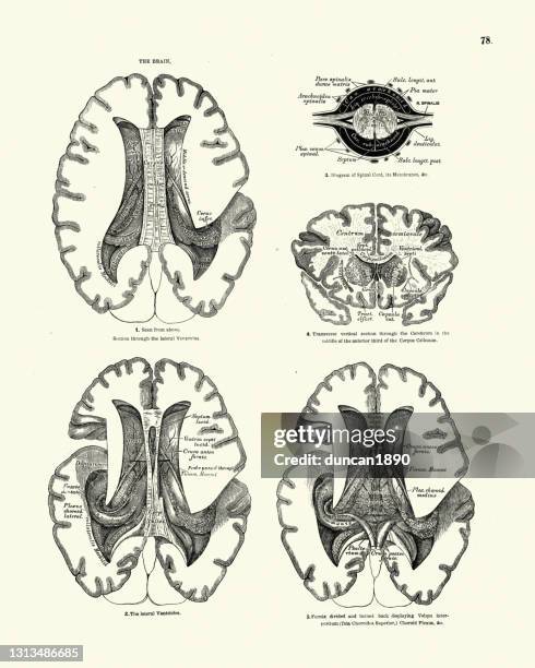 anatomy, the human brain, victorian anatomical drawing 19th century - anatomy charts stock illustrations