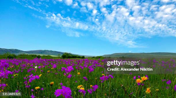 blooming steppe in khakassia in june - valley of flowers uttarakhand stockfoto's en -beelden