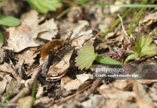 a dark-edged bee-fly, bombylius major, perched on a leaf on the ground. - 吻 ストックフォトと画像