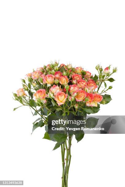 bouquet of roses isolated on white background - bouquet orange stock-fotos und bilder