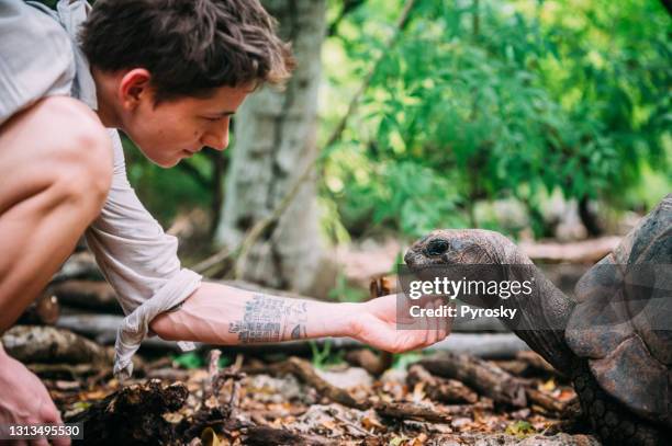 giovane adulto che accarezza una tartaruga aldabra - zanzibar foto e immagini stock