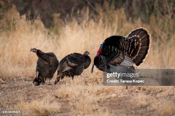 wild turkeys - turkey hunting stock pictures, royalty-free photos & images