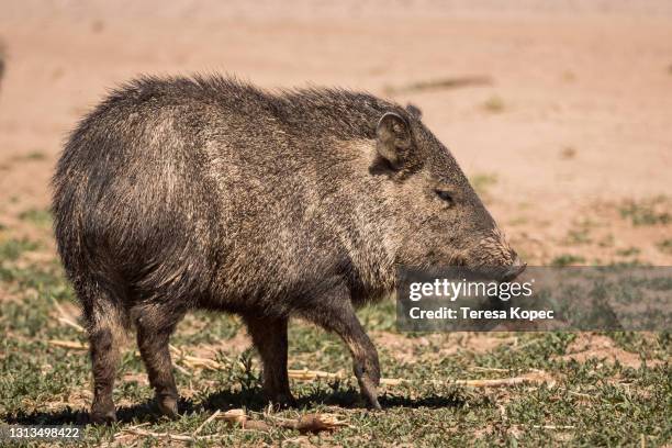 javalina at bosque del apache national wildlife reserve - wild hog stock pictures, royalty-free photos & images
