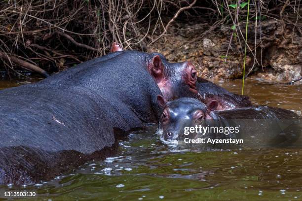 hippopotamus beach at lake mburo national park - baby hippo stock pictures, royalty-free photos & images