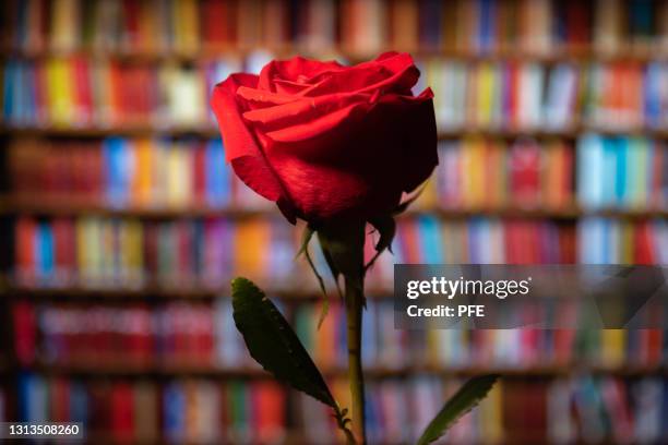 sant jordi red rose flower with books - romance book covers stock pictures, royalty-free photos & images