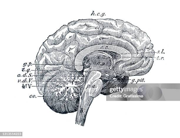 human brain cross section illustration 1886 - diencephalon stock illustrations
