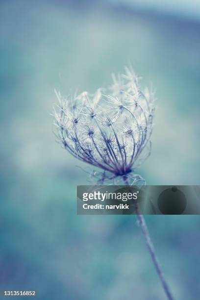 wild carrot flower head - meadow flowers stock pictures, royalty-free photos & images