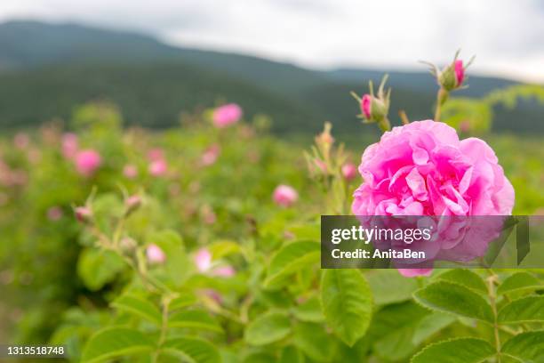 rose damascena fields. bulgarian rose valley near kazanlak. macro, close up. copy space. - feld rose stock-fotos und bilder