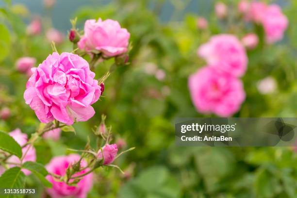 rose damascena fields. bulgarian rose valley near kazanlak. macro, close up. copy space. - bulgarians stock pictures, royalty-free photos & images