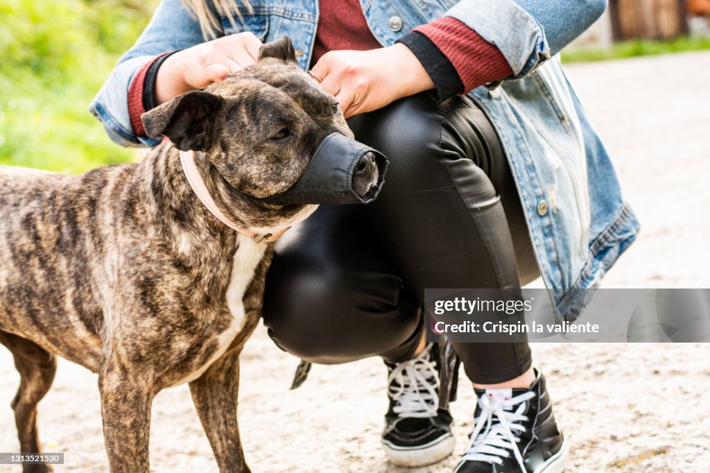 Muzzled dog with its owner