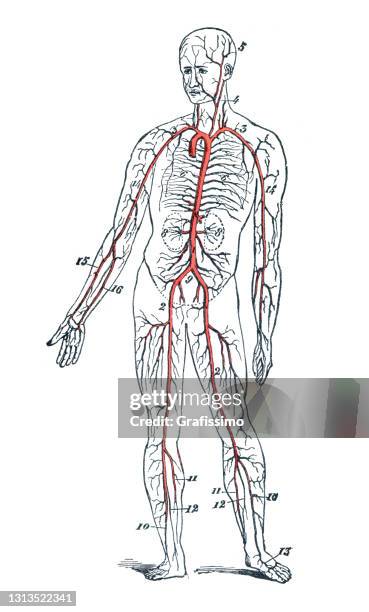 2,810 Circulatory System Drawing High Res Illustrations - Getty Images
