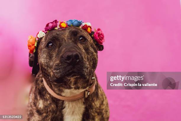 portrait of dog (staffordshire bull terrier) with ornament on the head of flowers with pink background - strong pitbull stock pictures, royalty-free photos & images