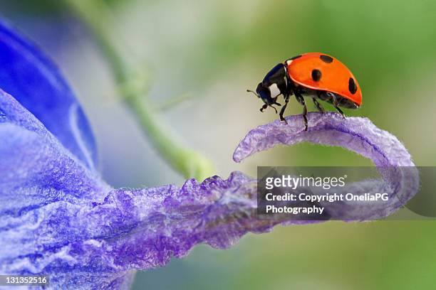 ladybird - p&g stock pictures, royalty-free photos & images