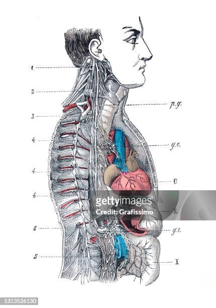 menschliches zentralnervensystem illustration 1886 - neuropathy stock-grafiken, -clipart, -cartoons und -symbole