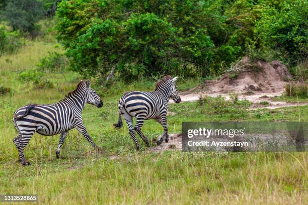 1,567 Wild Animal Running Forest Photos and Premium High Res Pictures - Getty Images 1,567 Wild Animal Running Forest Photos and Premium High Res Pictures - Getty Images