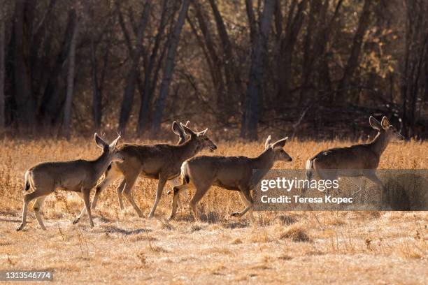 mule deer running ii - mule deer 個照片及圖片檔