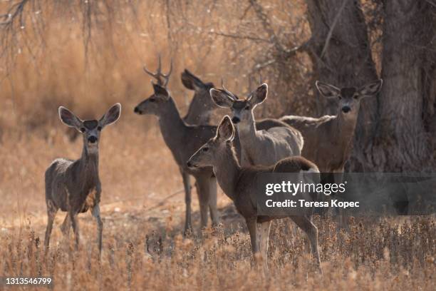mule deer - grupo pequeno de animais - fotografias e filmes do acervo