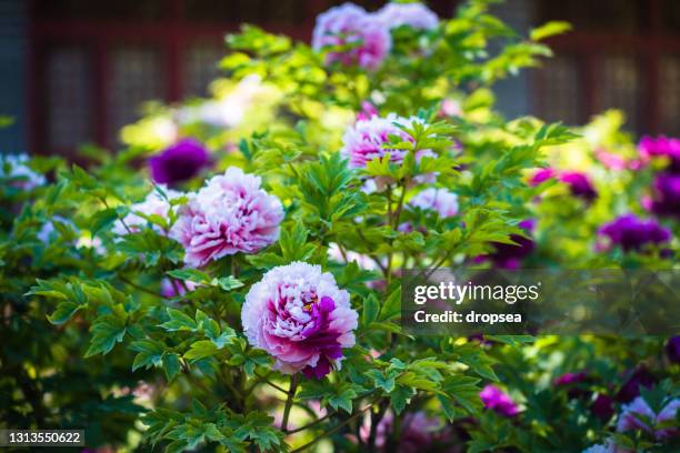 peony flower - paeonia suffruticosa stock pictures, royalty-free photos & images
