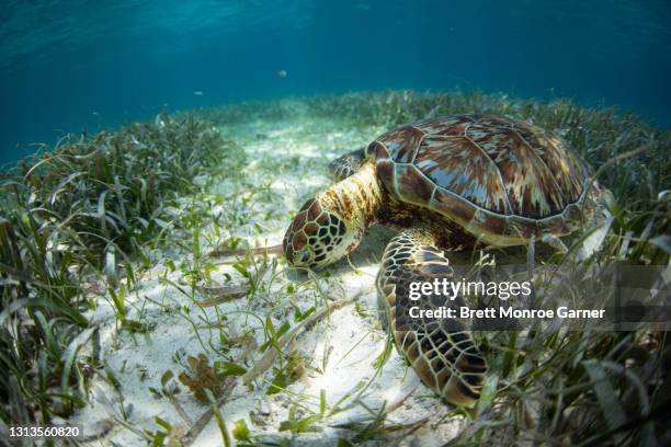 green sea turtle eating sea grass - zeegras stockfoto's en -beelden