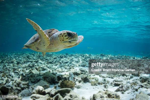 loggerhead sea turtle - cute turtle stock pictures, royalty-free photos & images