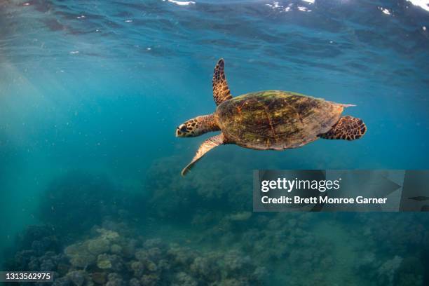 hawksbill sea turtle at sunset - hawksbill turtle fotografías e imágenes de stock