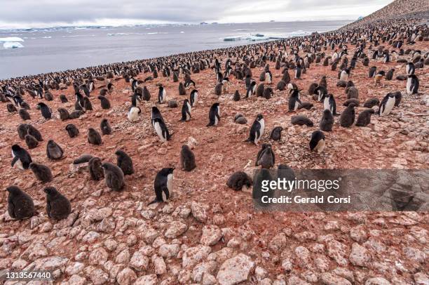 adelie penguin, paulet island, antarctic peninsula, antarctica, pygoscelis adeliae. a large nesting site or colony with adults and chicks. - adelie penguin stock pictures, royalty-free photos & images