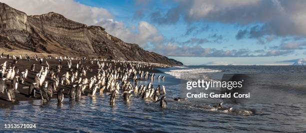 pinguini chinstrap, pygoscelis antarcticus, baily head, deception island, antartide. andare e venire nell'oceano su una spiaggia di rocce nere. - deception island foto e immagini stock