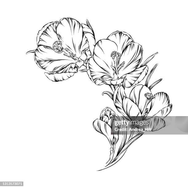 crocus flowers ink vector illustration - saffron crocus stock illustrations