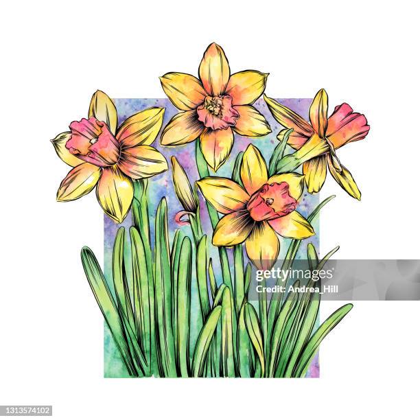 narzissen tinte und aquarell vektor eps10 illustration - paperwhite narcissus stock-grafiken, -clipart, -cartoons und -symbole