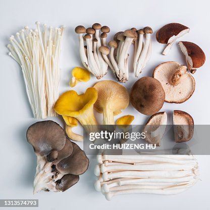 Fresh raw mushrooms on white background, Shimeji mushrooms, Yellow oyster mushroom Fresh raw mushrooms on white background, Shimeji mushrooms, Yellow oyster mushroom