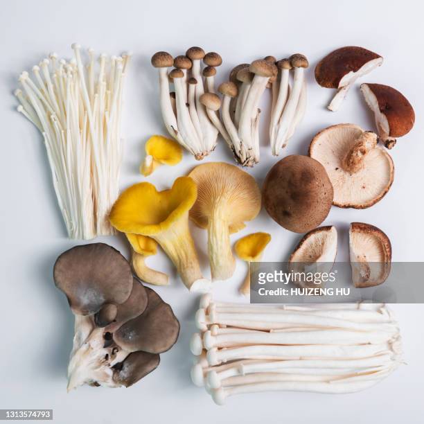 fresh raw mushrooms on white background, shimeji mushrooms, yellow oyster mushroom - mushroom stock pictures, royalty-free photos & images