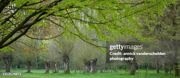 willows - pollard willow stock pictures, royalty-free photos & images