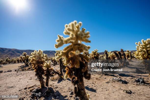 The Cholla Cactus garden at Joshua Tree National Park on January 30, 2021 in Palms, California.