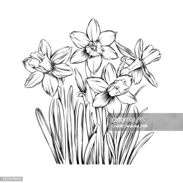 narzissen tinte vektor illustration - daffodils stock-grafiken, -clipart, -cartoons und -symbole