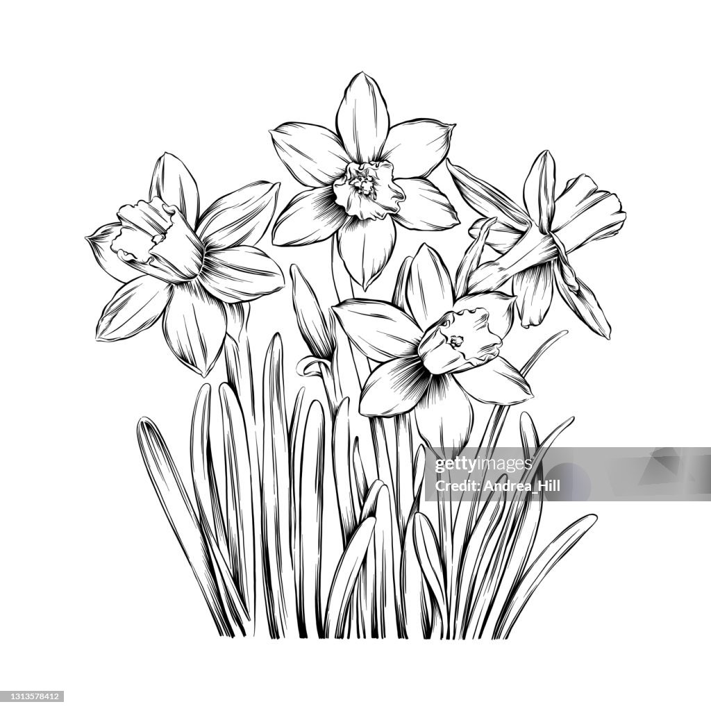 Daffodils Ink Vector Illustration