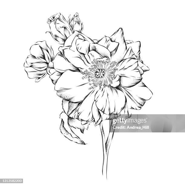 wild rose ink vector eps10 illustration - wild rose stock illustrations