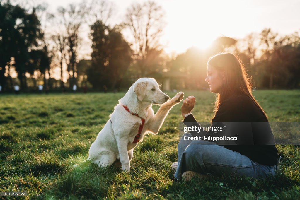 Het jonge vrouw spelen met haar hond bij het openbare park - De tijd van de zonsondergang