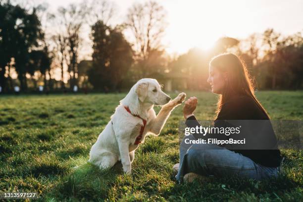 young woman playing with her dog at the public park - sunset time - dog puppies stock pictures, royalty-free photos & images