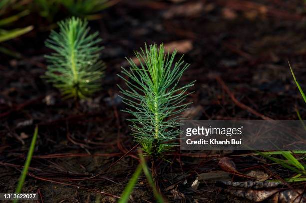 the newlife and vitality of bud pine tree growth after forest fires and deforestion - koniferenzapfen stock-fotos und bilder